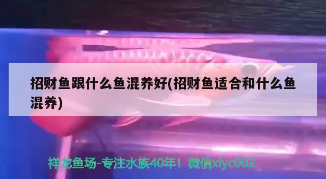 招财鱼跟什么鱼混养好(招财鱼适合和什么鱼混养) 观赏鱼