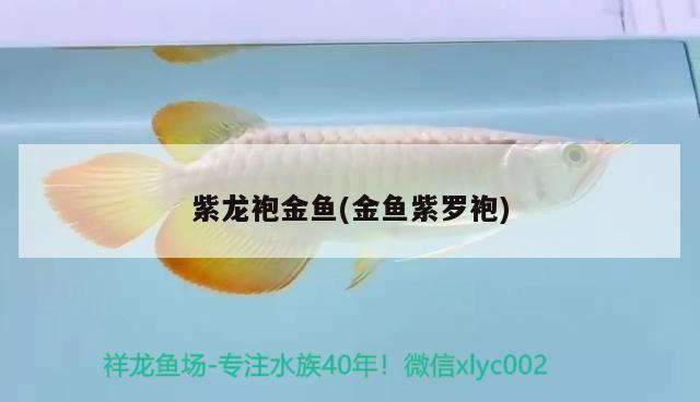 紫龙袍金鱼(金鱼紫罗袍) 观赏鱼