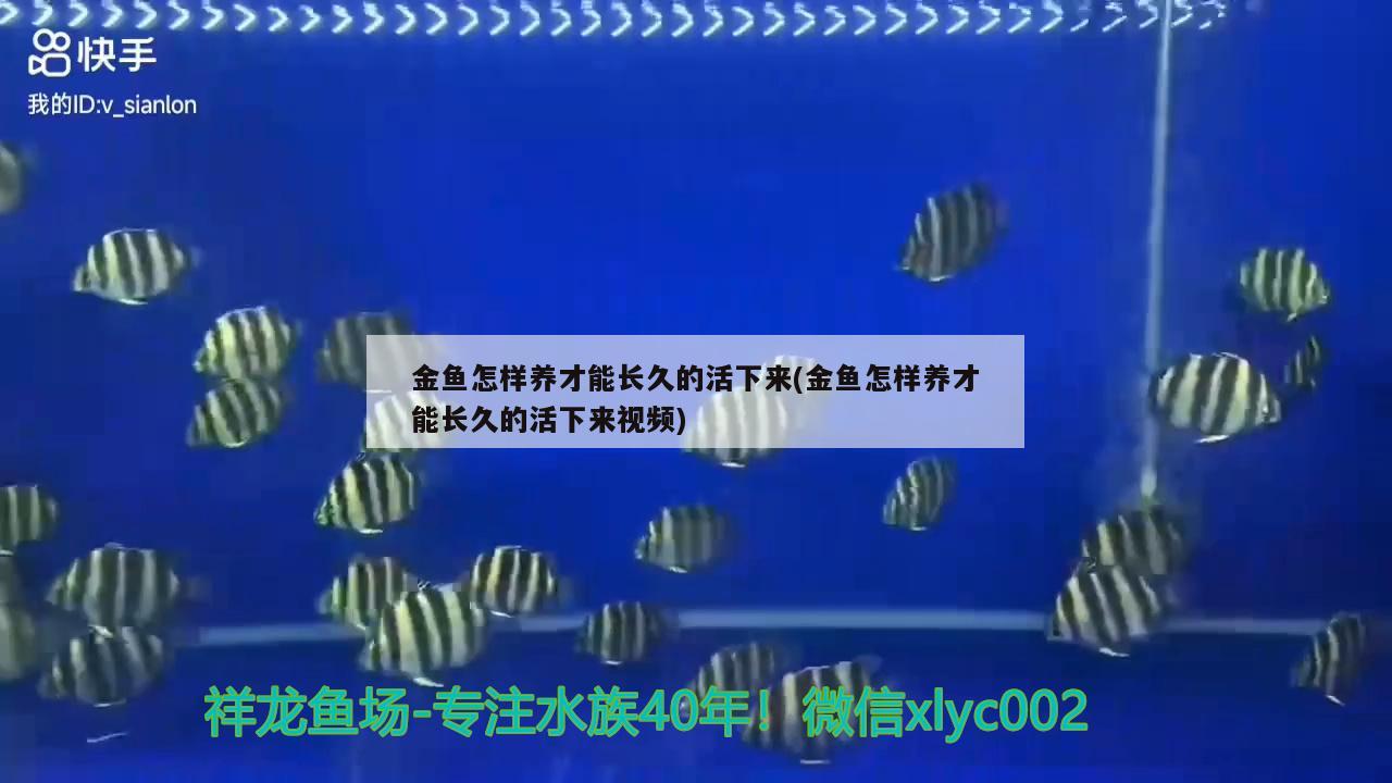 金鱼怎样养才能长久的活下来(金鱼怎样养才能长久的活下来视频)