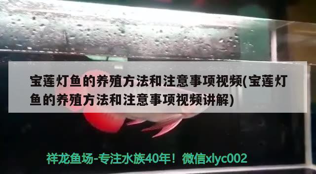 宝莲灯鱼的养殖方法和注意事项视频(宝莲灯鱼的养殖方法和注意事项视频讲解)