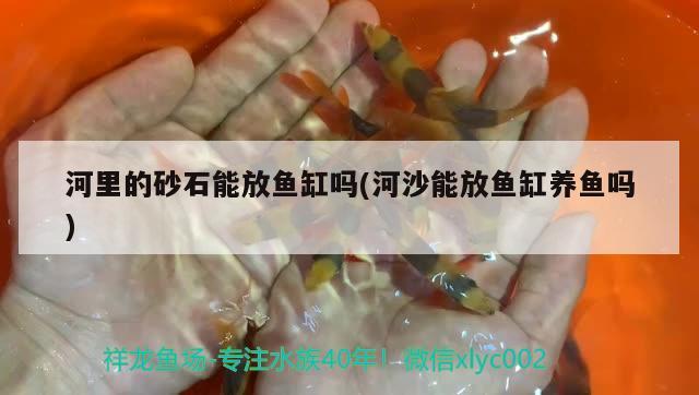 河里的砂石能放鱼缸吗(河沙能放鱼缸养鱼吗)