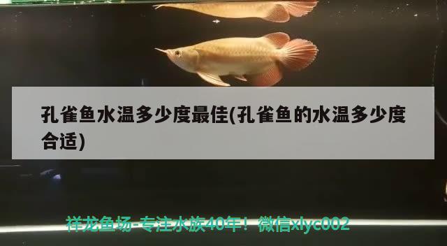 孔雀鱼水温多少度最佳(孔雀鱼的水温多少度合适)