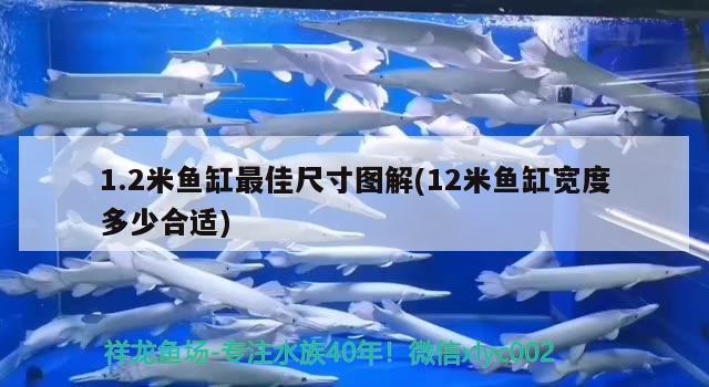 1.2米鱼缸最佳尺寸图解(12米鱼缸宽度多少合适) 刀鱼鱼