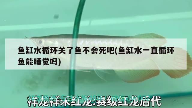 鱼缸水循环关了鱼不会死吧(鱼缸水一直循环鱼能睡觉吗) 广州龙鱼批发市场