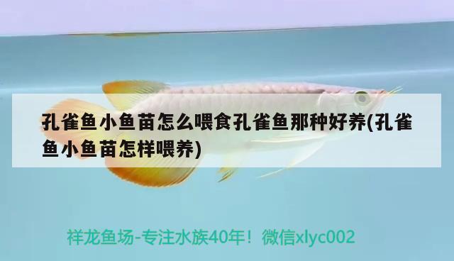 孔雀鱼小鱼苗怎么喂食孔雀鱼那种好养(孔雀鱼小鱼苗怎样喂养)