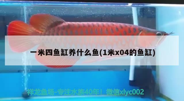 一米四鱼缸养什么鱼(1米x04的鱼缸) 观赏鱼鱼苗