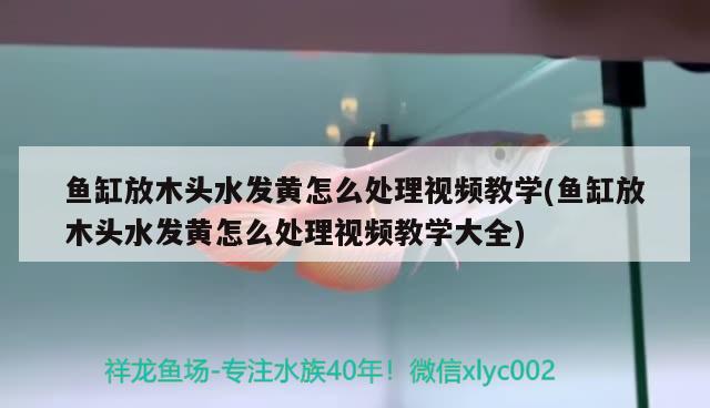 鱼缸放木头水发黄怎么处理视频教学(鱼缸放木头水发黄怎么处理视频教学大全) 哥伦比亚巨暴鱼苗