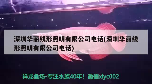 深圳华丽线形照明有限公司电话(深圳华丽线形照明有限公司电话) 观赏鱼