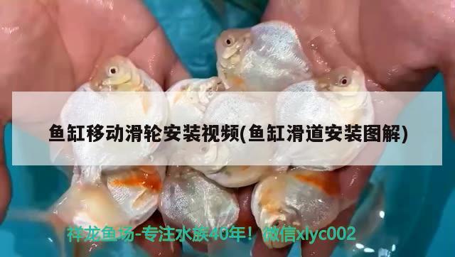 鱼缸移动滑轮安装视频(鱼缸滑道安装图解) 红魔王银版鱼