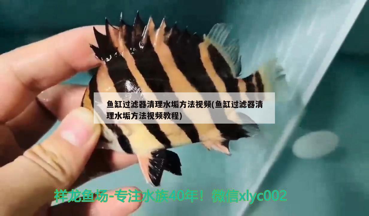 鱼缸过滤器清理水垢方法视频(鱼缸过滤器清理水垢方法视频教程) 鸭嘴鲨鱼