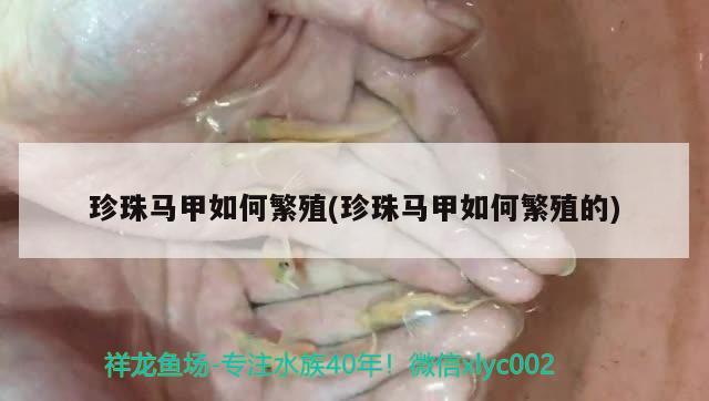 珍珠马甲如何繁殖(珍珠马甲如何繁殖的)