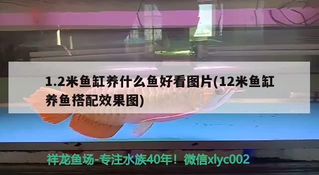 1.2米鱼缸养什么鱼好看图片(12米鱼缸养鱼搭配效果图) 鱼缸水质稳定剂