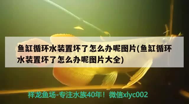 鱼缸循环水装置坏了怎么办呢图片(鱼缸循环水装置坏了怎么办呢图片大全)