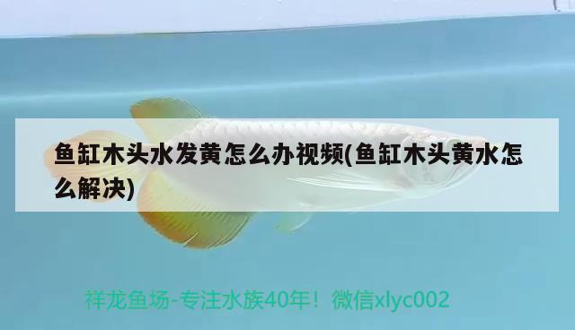 鱼缸木头水发黄怎么办视频(鱼缸木头黄水怎么解决) 2024第28届中国国际宠物水族展览会CIPS（长城宠物展2024 CIPS）