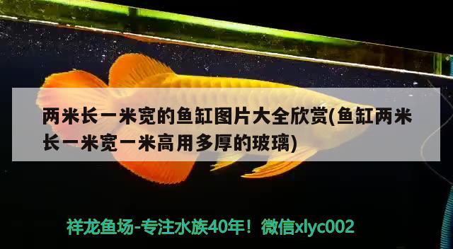 两米长一米宽的鱼缸图片大全欣赏(鱼缸两米长一米宽一米高用多厚的玻璃)