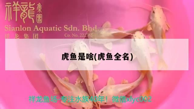 虎鱼是啥(虎鱼全名) 虎鱼百科