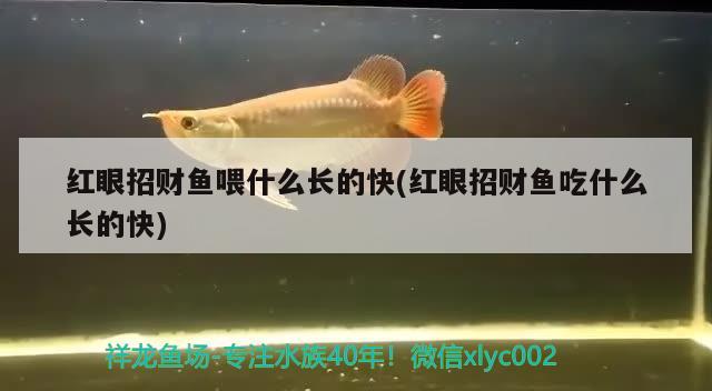 红眼招财鱼喂什么长的快(红眼招财鱼吃什么长的快) 观赏鱼