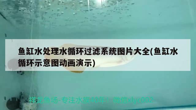 鱼缸水处理水循环过滤系统图片大全(鱼缸水循环示意图动画演示)