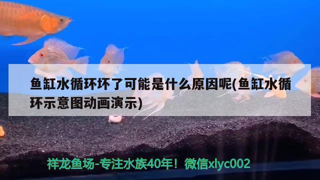 鱼缸水循环坏了可能是什么原因呢(鱼缸水循环示意图动画演示) 绿皮辣椒小红龙