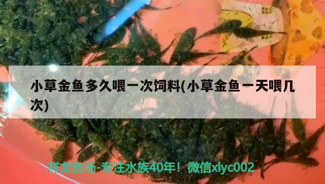 小草金鱼多久喂一次饲料(小草金鱼一天喂几次) 观赏鱼