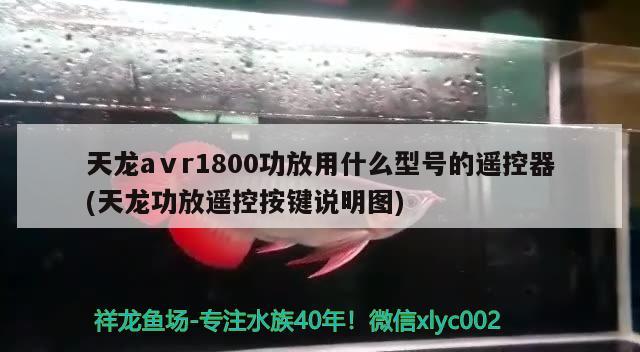 天龙aⅴr1800功放用什么型号的遥控器(天龙功放遥控按键说明图) 观赏鱼