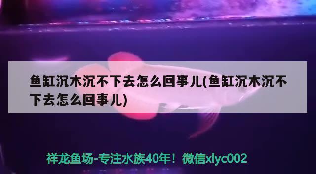 鱼缸沉木沉不下去怎么回事儿(鱼缸沉木沉不下去怎么回事儿) 过背金龙鱼