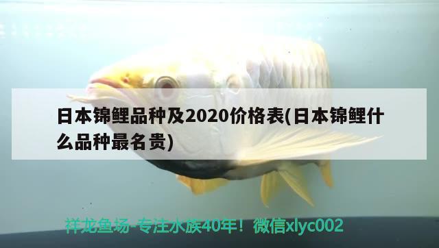 日本锦鲤品种及2020价格表(日本锦鲤什么品种最名贵) 观赏鱼