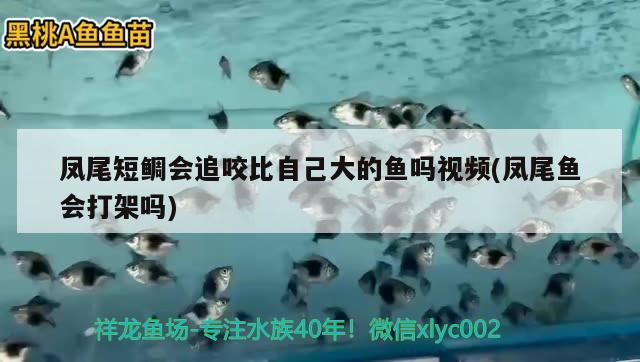 凤尾短鲷会追咬比自己大的鱼吗视频(凤尾鱼会打架吗) 观赏鱼