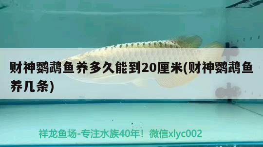 财神鹦鹉鱼养多久能到20厘米(财神鹦鹉鱼养几条) 鹦鹉鱼 第2张