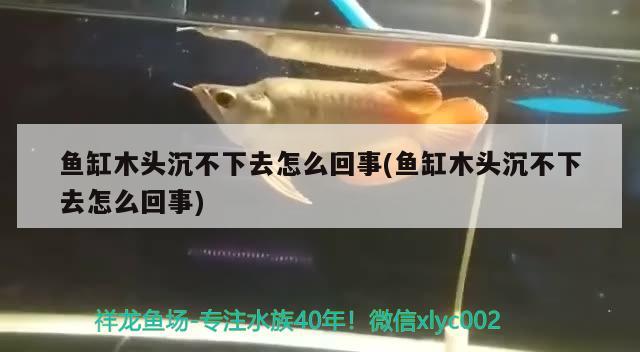 鱼缸木头沉不下去怎么回事(鱼缸木头沉不下去怎么回事) 观赏鱼水族批发市场