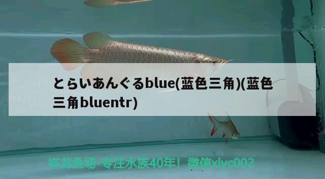 とらいあんぐるblue(蓝色三角)(蓝色三角bluentr)