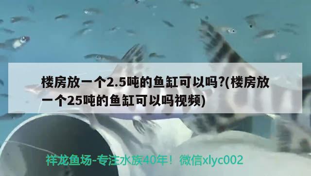 楼房放一个2.5吨的鱼缸可以吗?(楼房放一个25吨的鱼缸可以吗视频)