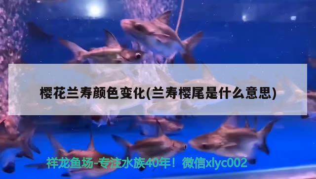 樱花兰寿颜色变化(兰寿樱尾是什么意思) 观赏鱼 第2张