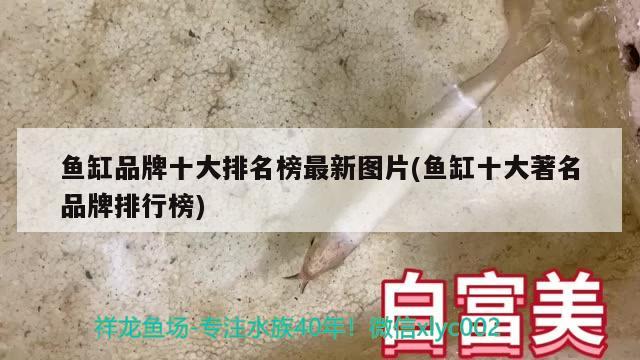 鱼缸品牌十大排名榜最新图片(鱼缸十大著名品牌排行榜)