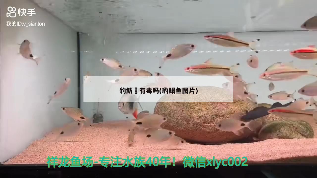 豹鲂鮄有毒吗(豹鳎鱼图片)