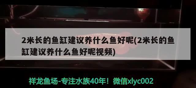 2米长的鱼缸建议养什么鱼好呢(2米长的鱼缸建议养什么鱼好呢视频) 柠檬鲫