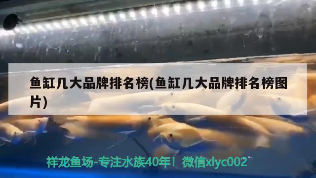 鱼缸几大品牌排名榜(鱼缸几大品牌排名榜图片) 铁甲武士 第2张