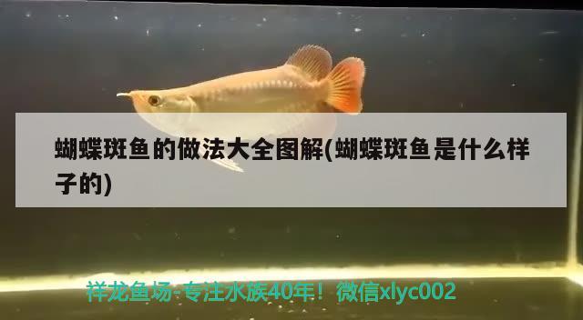 蝴蝶斑鱼的做法大全图解(蝴蝶斑鱼是什么样子的)