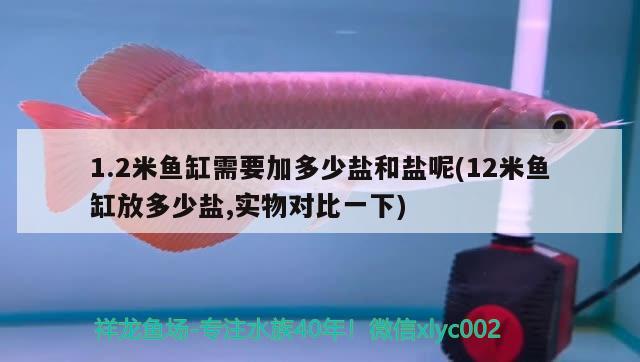 1.2米鱼缸需要加多少盐和盐呢(12米鱼缸放多少盐,实物对比一下) 白子关刀鱼苗