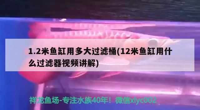 1.2米鱼缸用多大过滤桶(12米鱼缸用什么过滤器视频讲解) 广州祥龙国际水族贸易