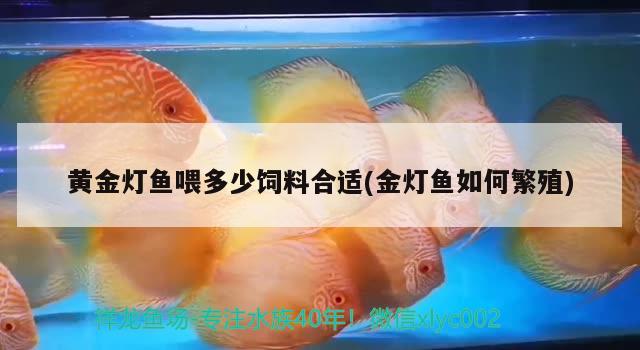 黄金灯鱼喂多少饲料合适(金灯鱼如何繁殖) 观赏鱼