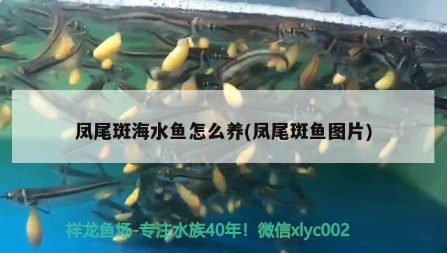 凤尾斑海水鱼怎么养(凤尾斑鱼图片)