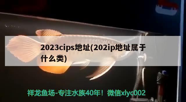 2023cips地址(202ip地址属于什么类) 水族杂谈