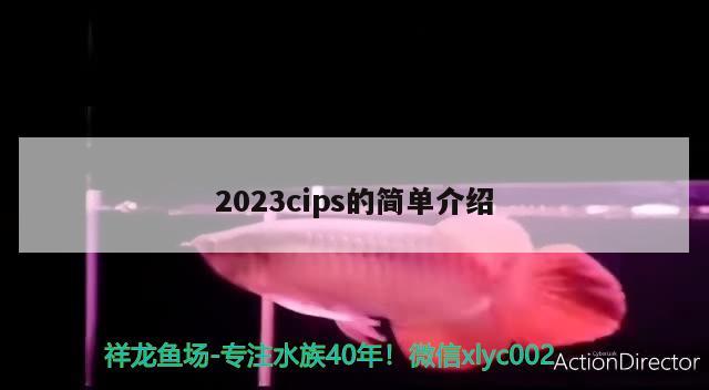 2023cips的简单介绍