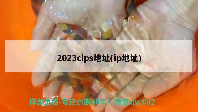 2023cips地址(ip地址)