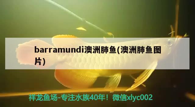 barramundi澳洲肺鱼(澳洲肺鱼图片) 肺鱼