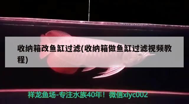 收纳箱改鱼缸过滤(收纳箱做鱼缸过滤视频教程)