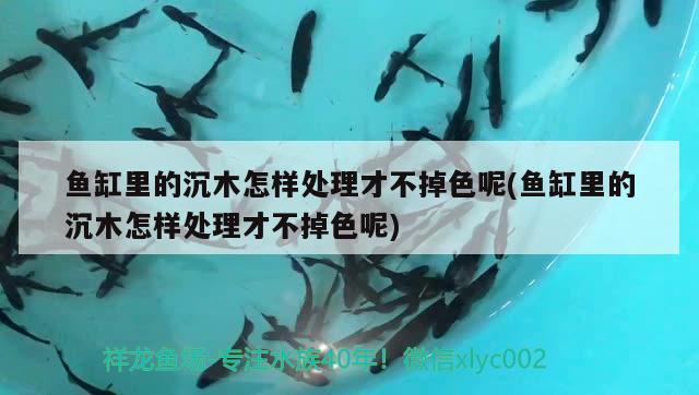 鱼缸里的沉木怎样处理才不掉色呢(鱼缸里的沉木怎样处理才不掉色呢)