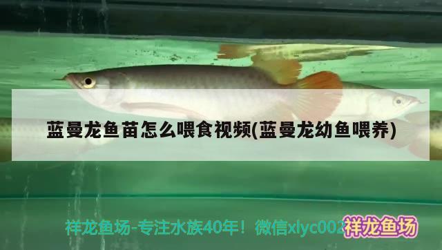 蓝曼龙鱼苗怎么喂食视频(蓝曼龙幼鱼喂养)