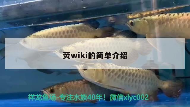 荧wiki的简单介绍 观赏鱼